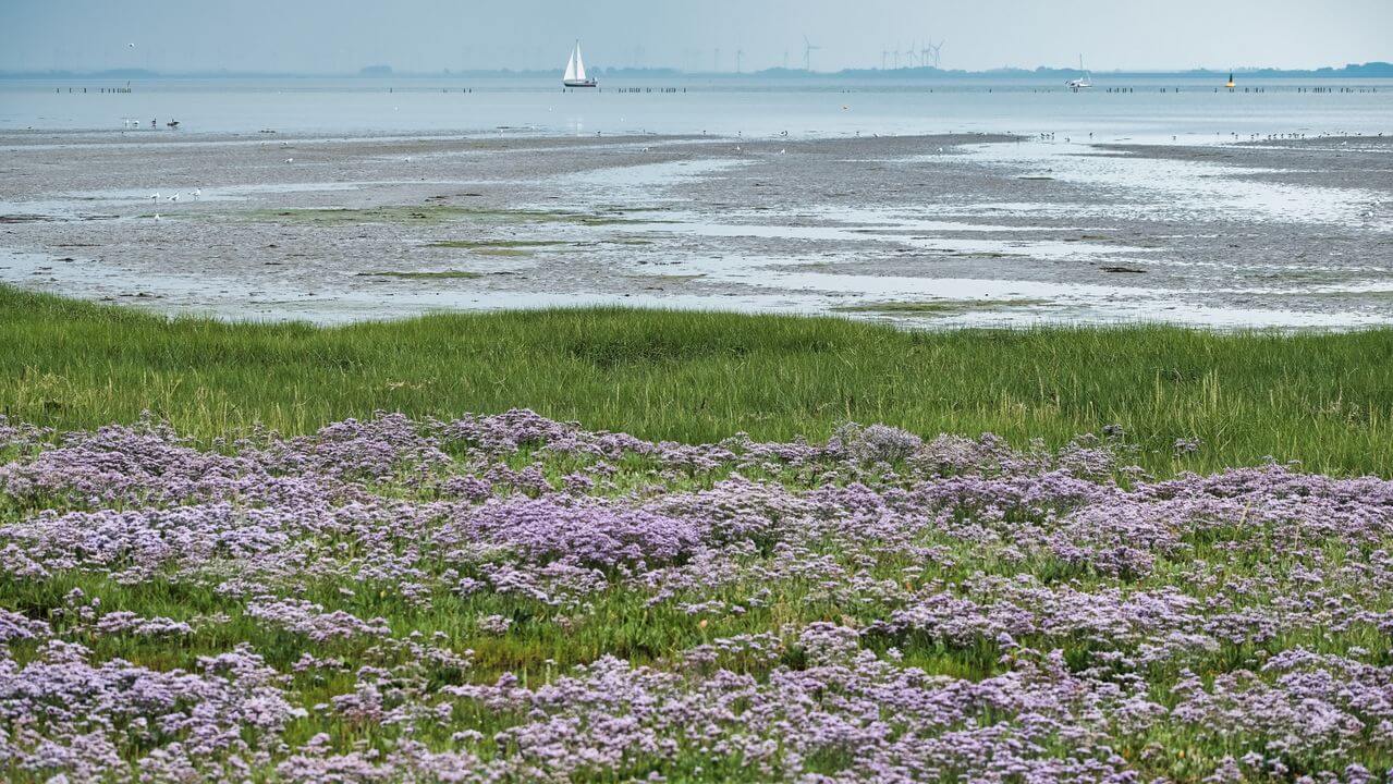 Salz, Stürme und das Meer: Aufstieg und Fall der mittelalterlichen nordfriesischen Küstenlandschaft (